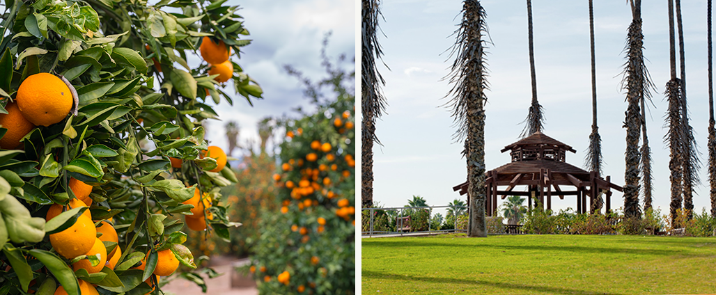 Orange Tree and Gazebo  